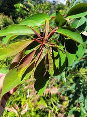 Triadica cochinchinensis