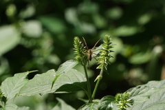 Pisaurina mira
