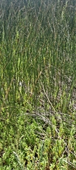 Juncus balticus