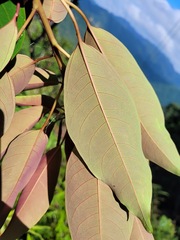 Triadica cochinchinensis