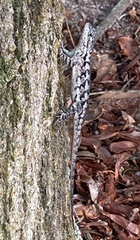 Sceloporus undulatus