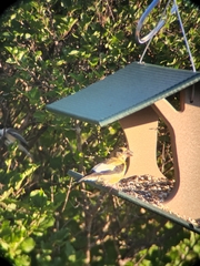 Coccothraustes vespertinus