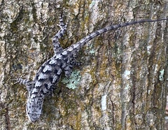 Sceloporus undulatus