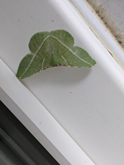 Dichorda illustraria