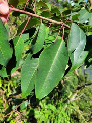 Triadica cochinchinensis