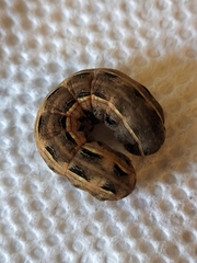 Spodoptera ornithogalli