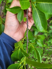 Zanthoxylum schreberi