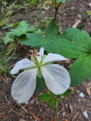 Geranium richardsonii