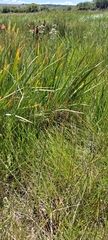 Iris missouriensis