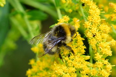 Bombus