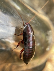 Eurycotis floridana