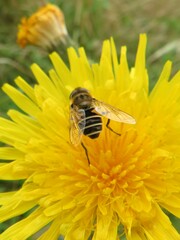 Eristalis nemorum