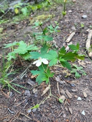 Geranium richardsonii
