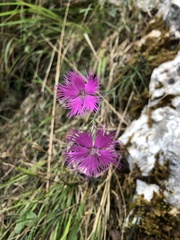 Dianthus