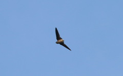 Aerodramus germani