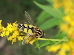 Helophilus trivittatus