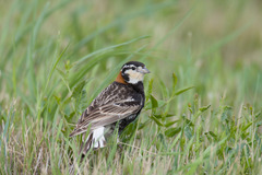 Calcarius ornatus