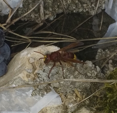 Vespa orientalis