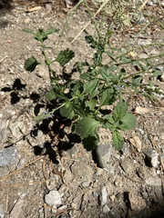 Verbena lasiostachys