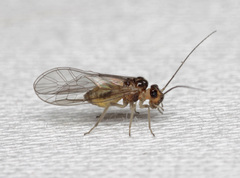 Stenopsocus lachlani