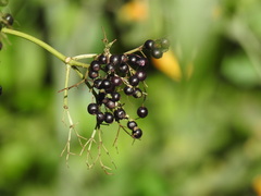 Sambucus canadensis