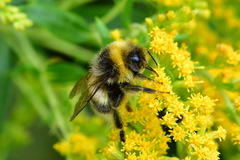 Bombus