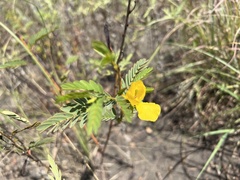 Chamaecrista fasciculata
