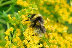 Bombus