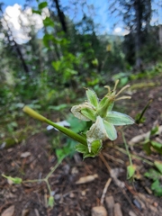 Geranium richardsonii