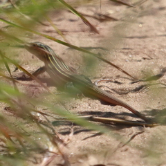 Aspidoscelis sexlineatus
