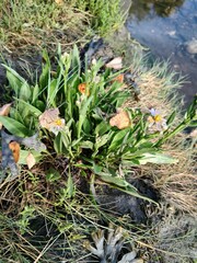 Tripolium pannonicum