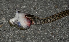 Thamnophis marcianus