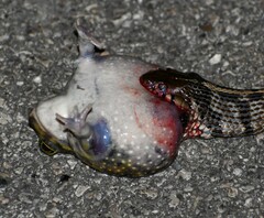 Thamnophis marcianus