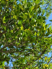 Coccoloba microstachya