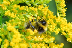 Bombus