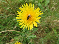 Eristalis nemorum