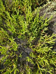 Salicornia
