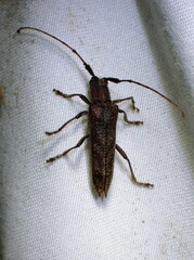 Saperda obliqua