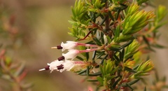 Erica fuscescens