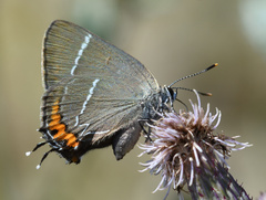 Satyrium w-album