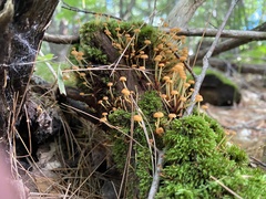 Agaricales