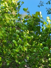 Coccoloba microstachya
