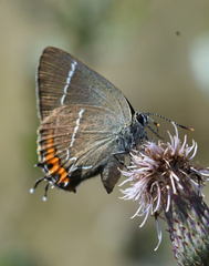 Satyrium w-album