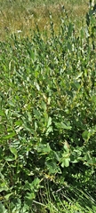 Salix exigua