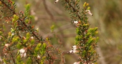 Erica fuscescens
