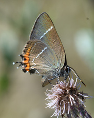 Satyrium w-album