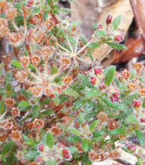 Pomax umbellata