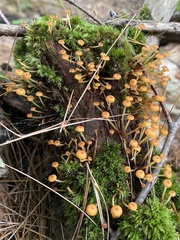 Agaricales