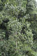 Macaranga capensis var. kilimandscharica image