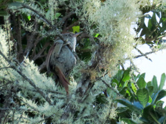 Cranioleuca hellmayri